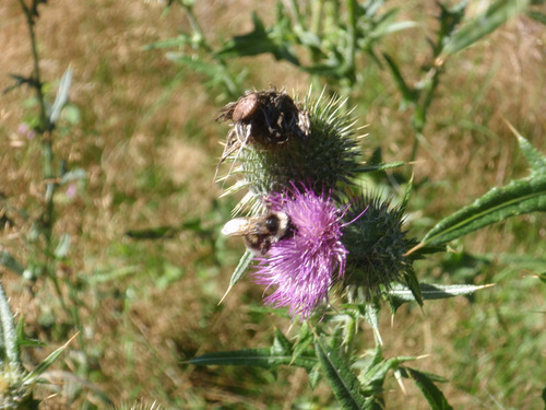 Thistle and a Bee.
